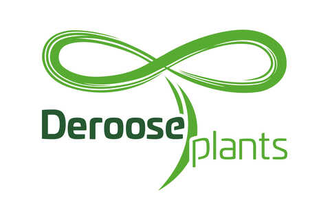 Deroose Plants NV